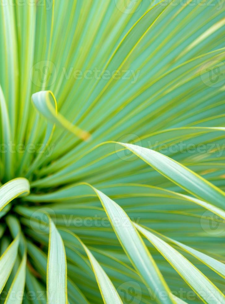 primo piano succulento della pianta di yucca, spina e dettaglio sulle foglie di yucca a foglia stretta foto