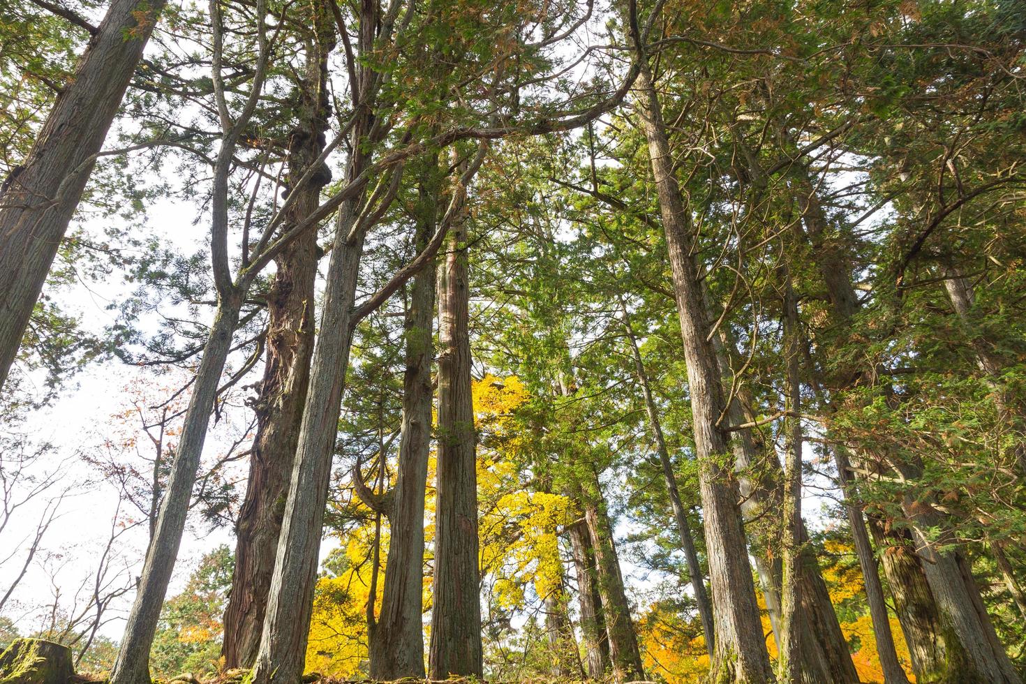 alberi di pino in autunno foto