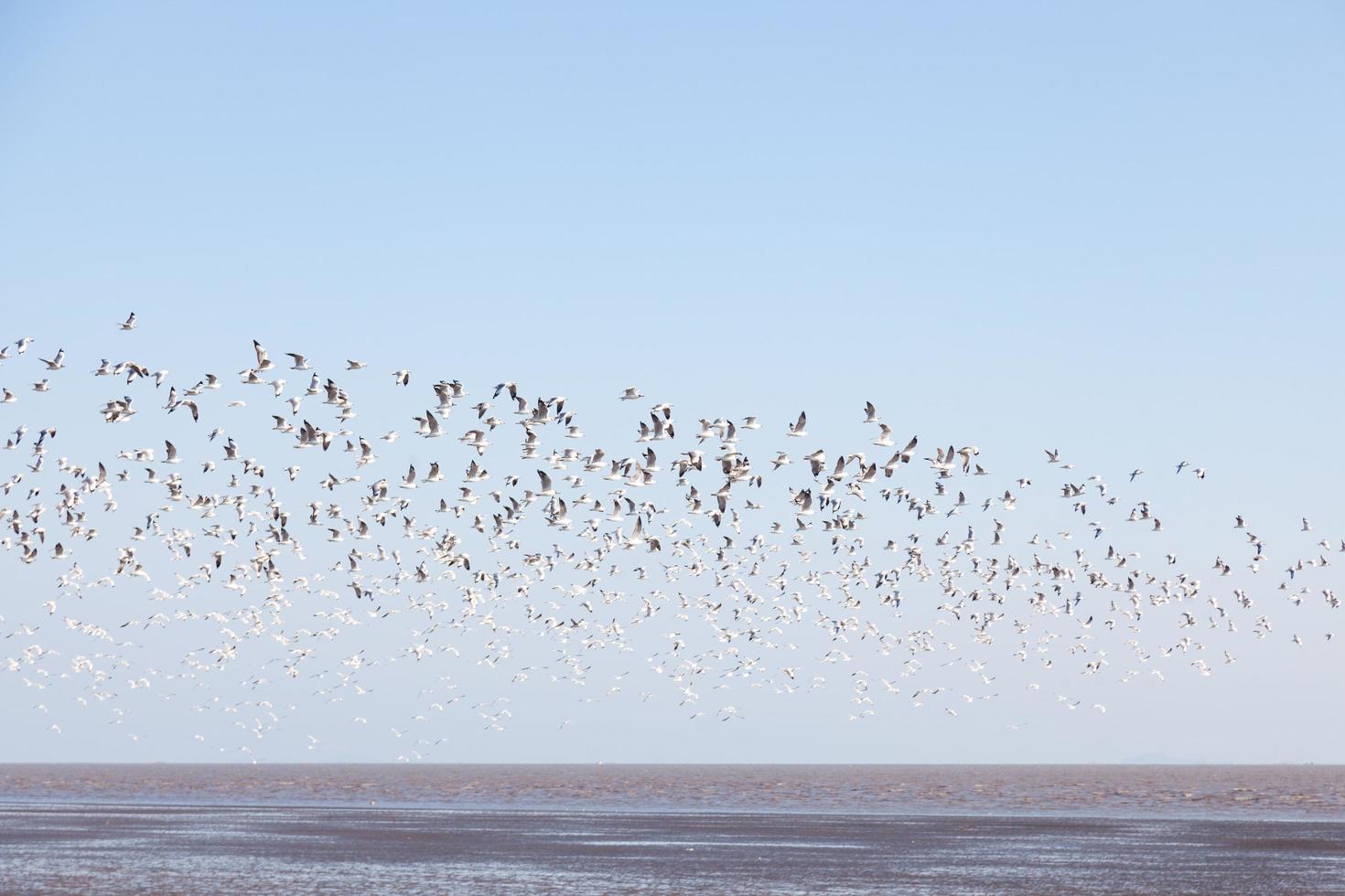 gabbiani nel cielo foto