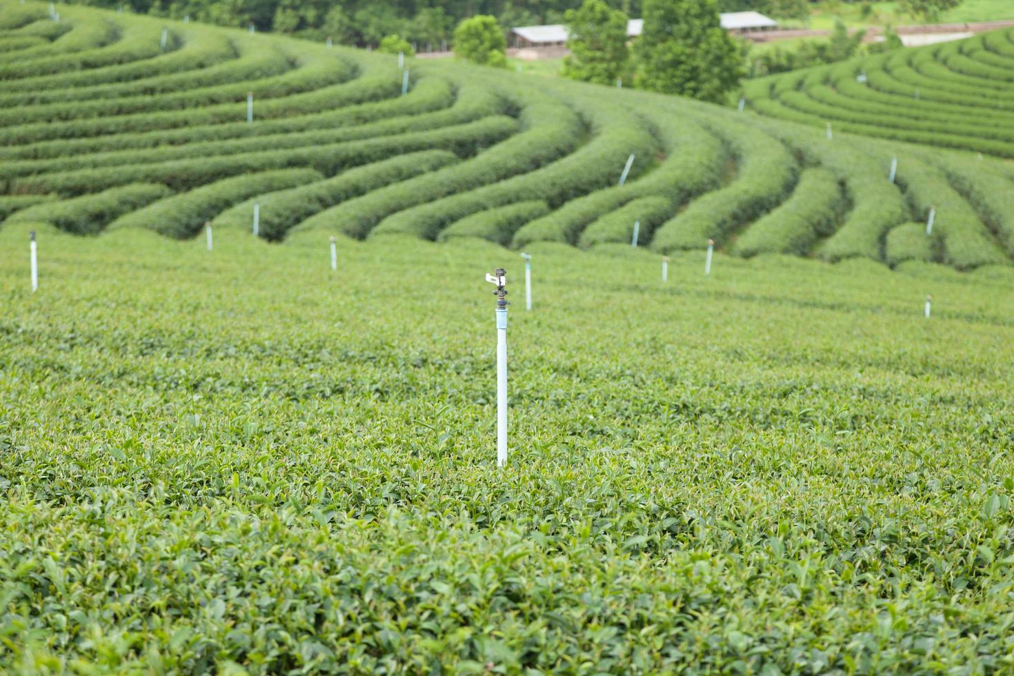 fattoria del tè in thailandia foto