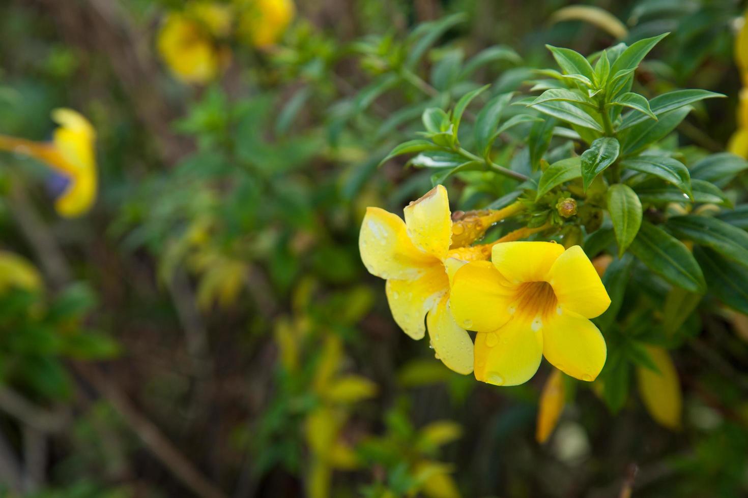 fiori gialli che sbocciano foto