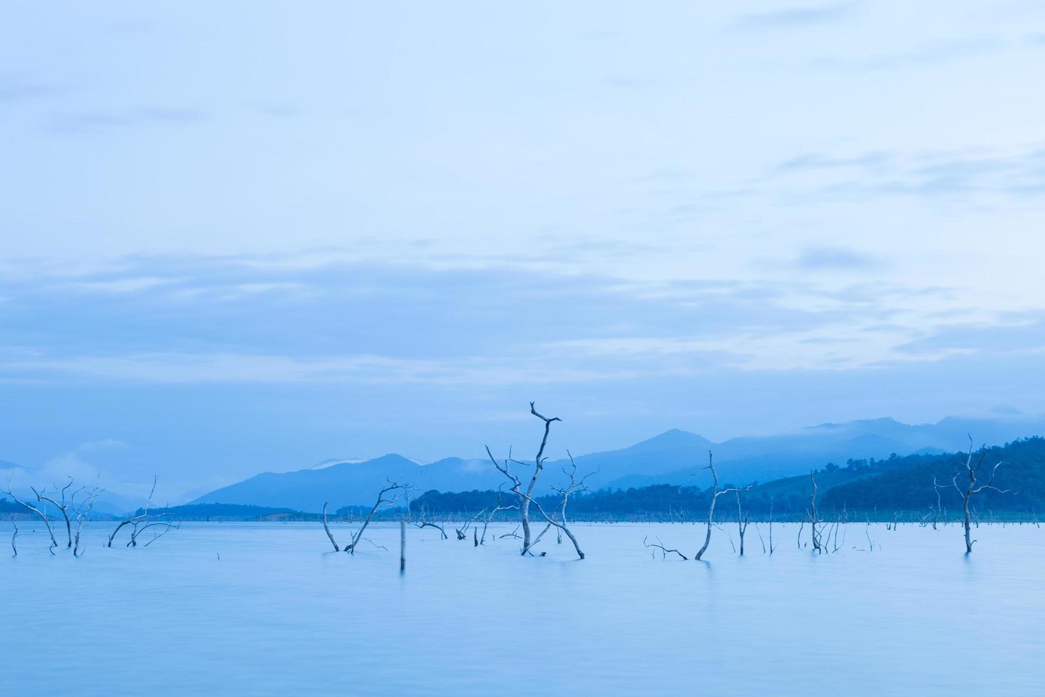 alberi secchi nel lago foto