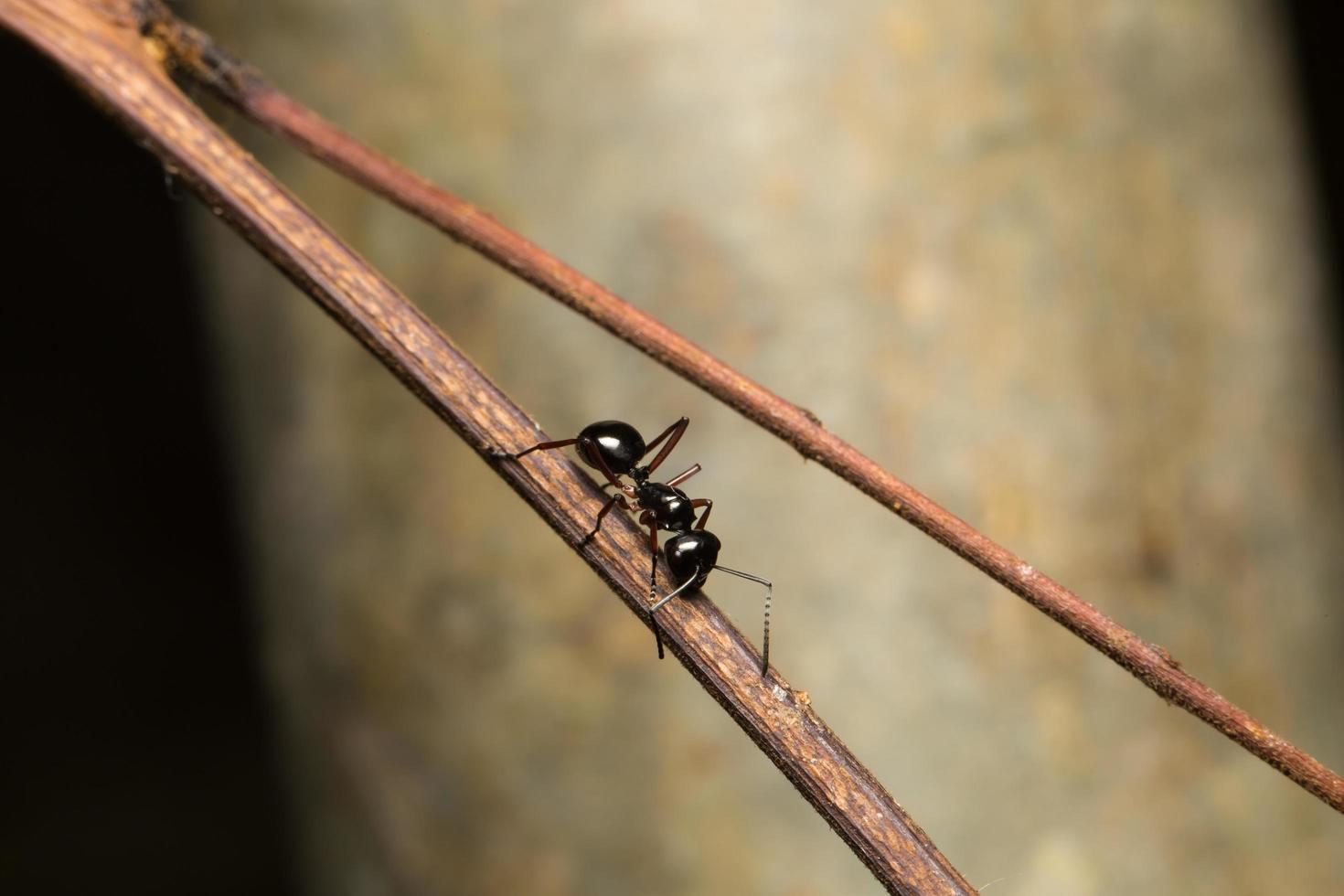 formica nera su un ramo foto