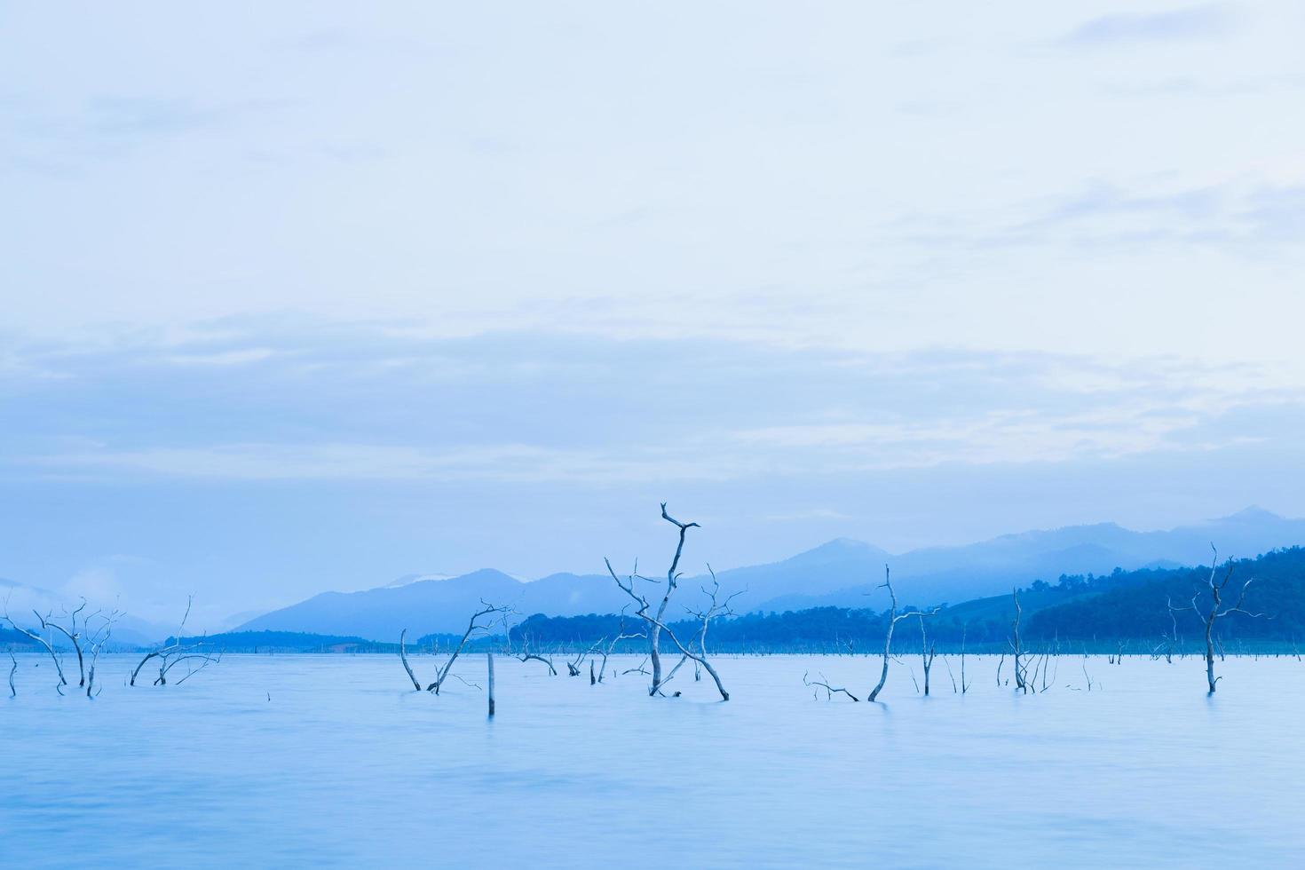 alberi secchi nel lago foto