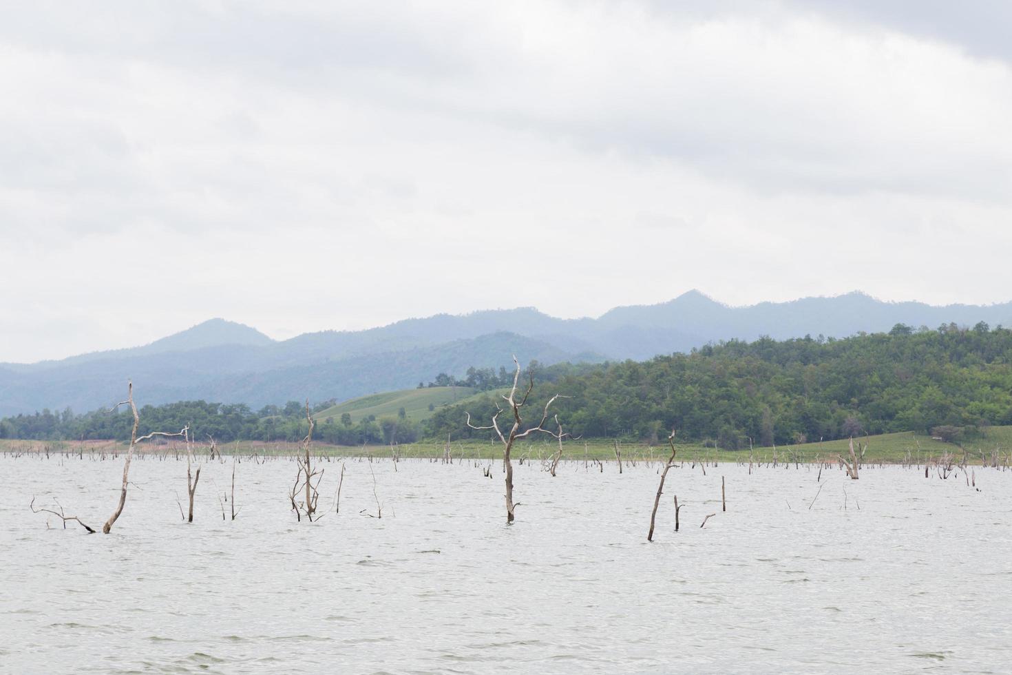 alberi secchi nel lago foto