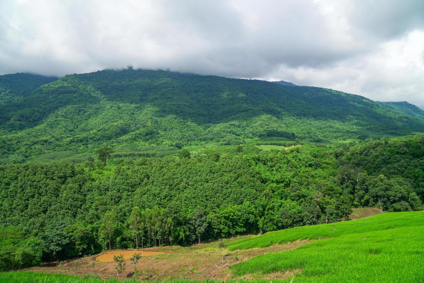 paesaggio forestale in thailandia foto