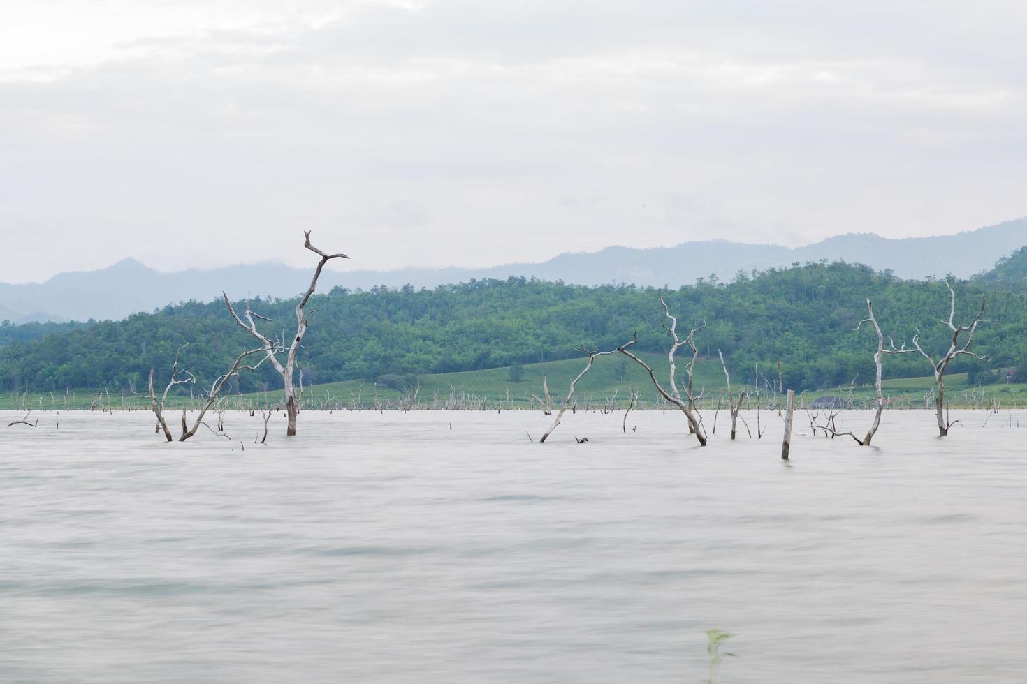 alberi secchi nel lago foto