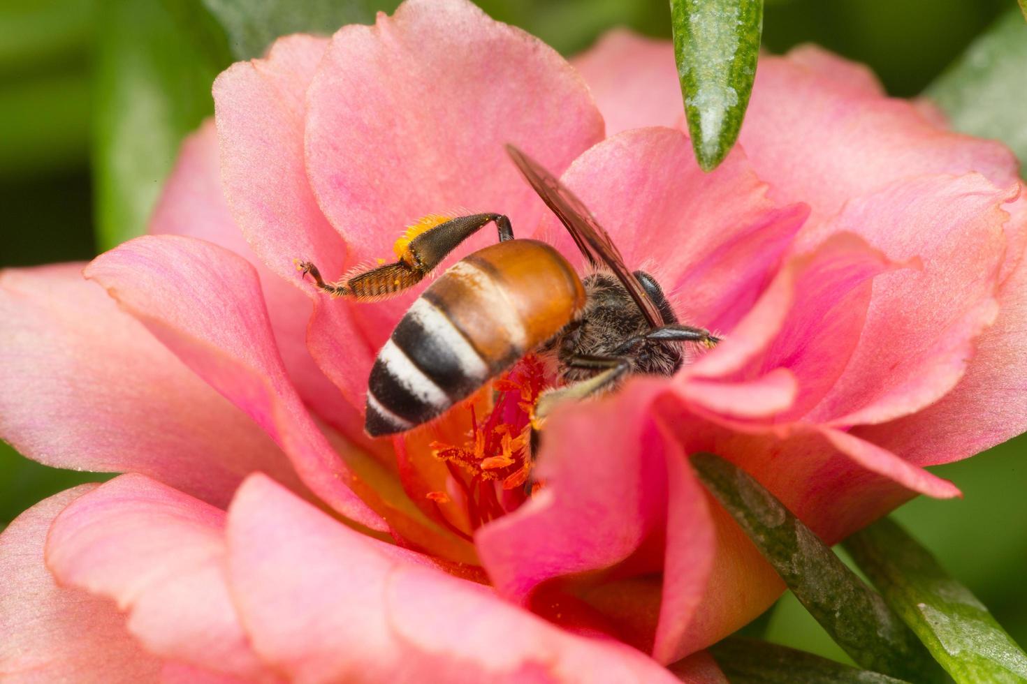 ape in cerca di nettare su un fiore foto