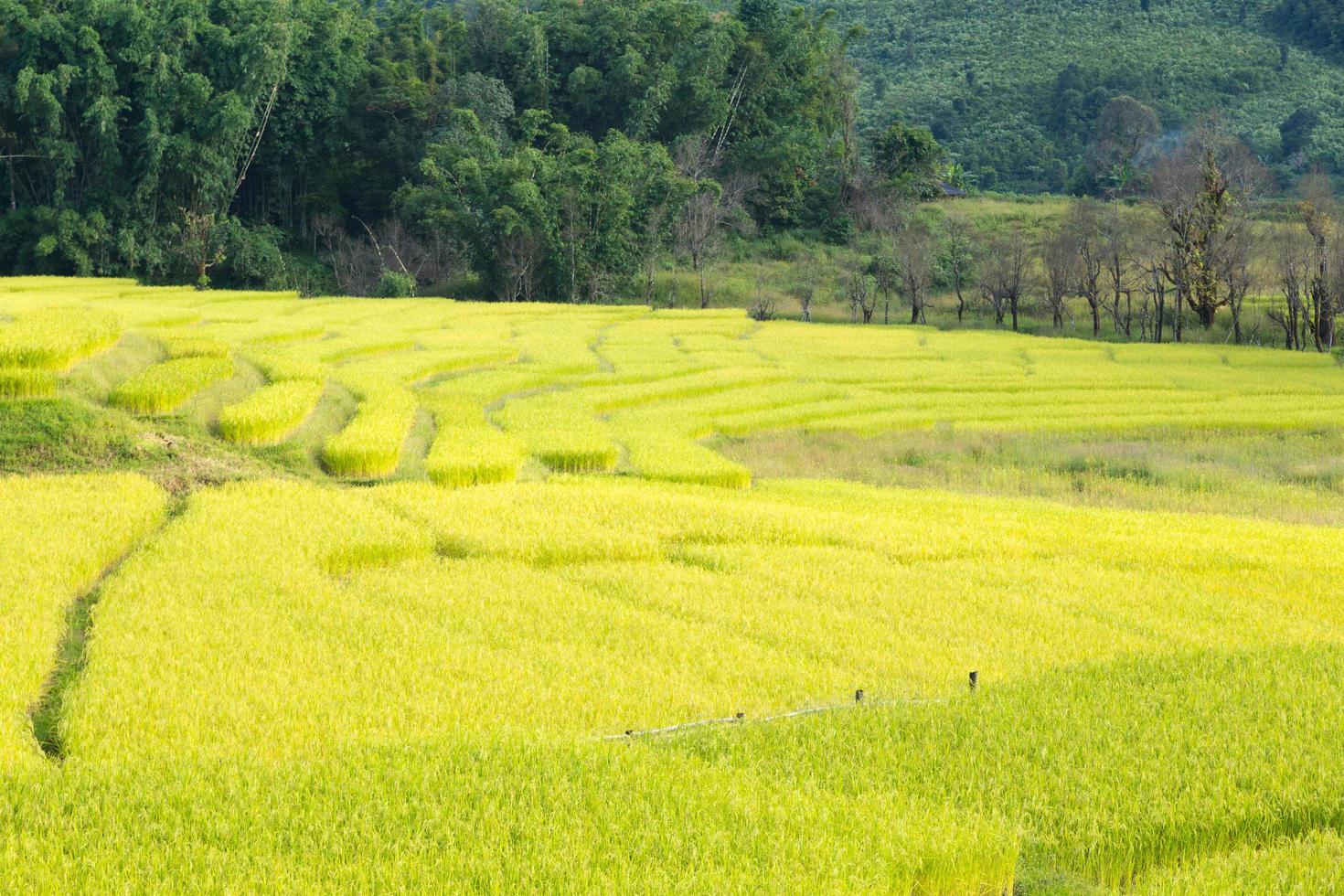 fattoria di riso in thailandia foto