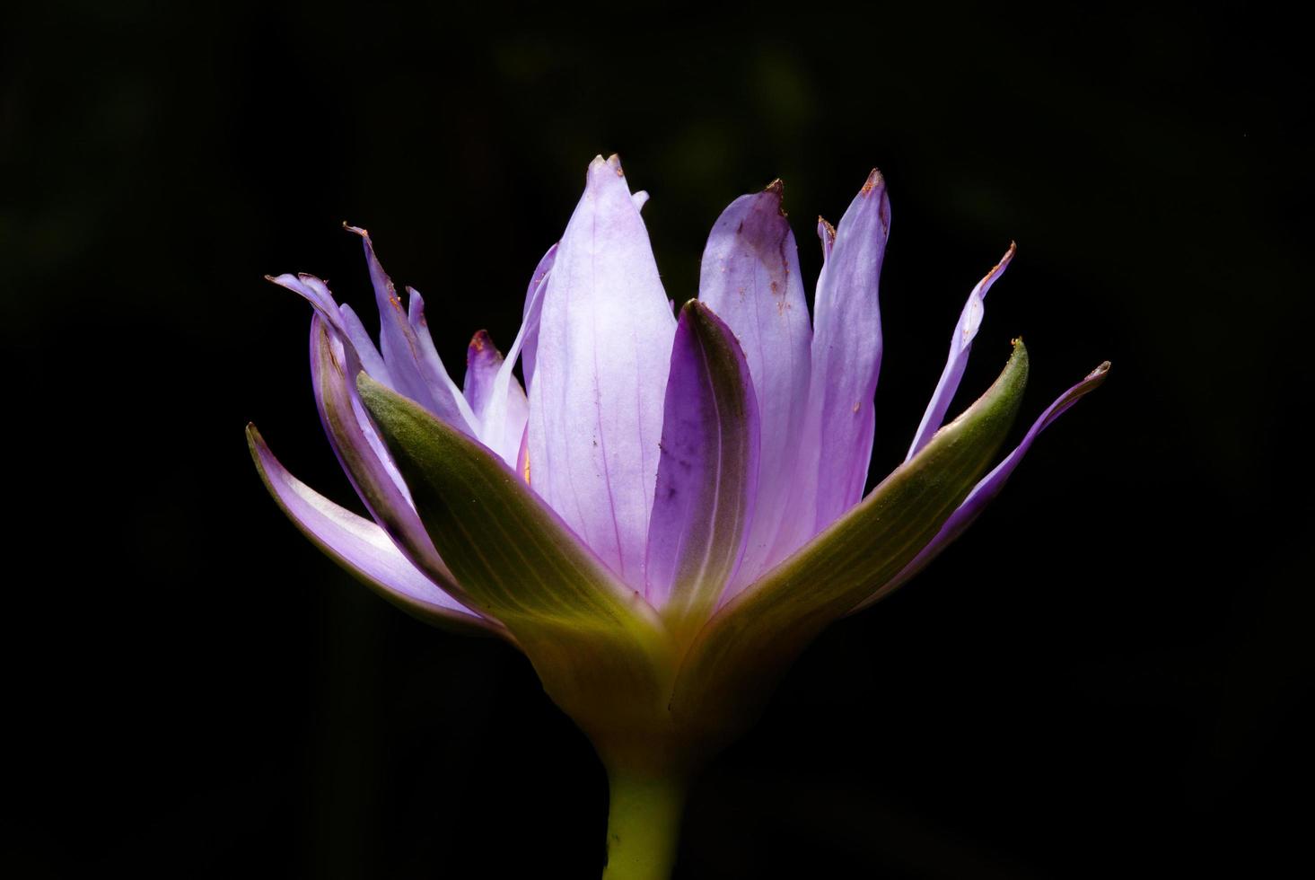 loto in fiore su sfondo nero foto