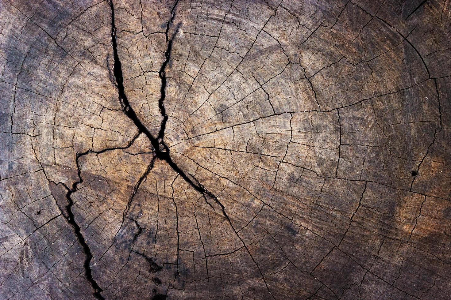 primo piano del ceppo di albero per la trama e lo sfondo foto