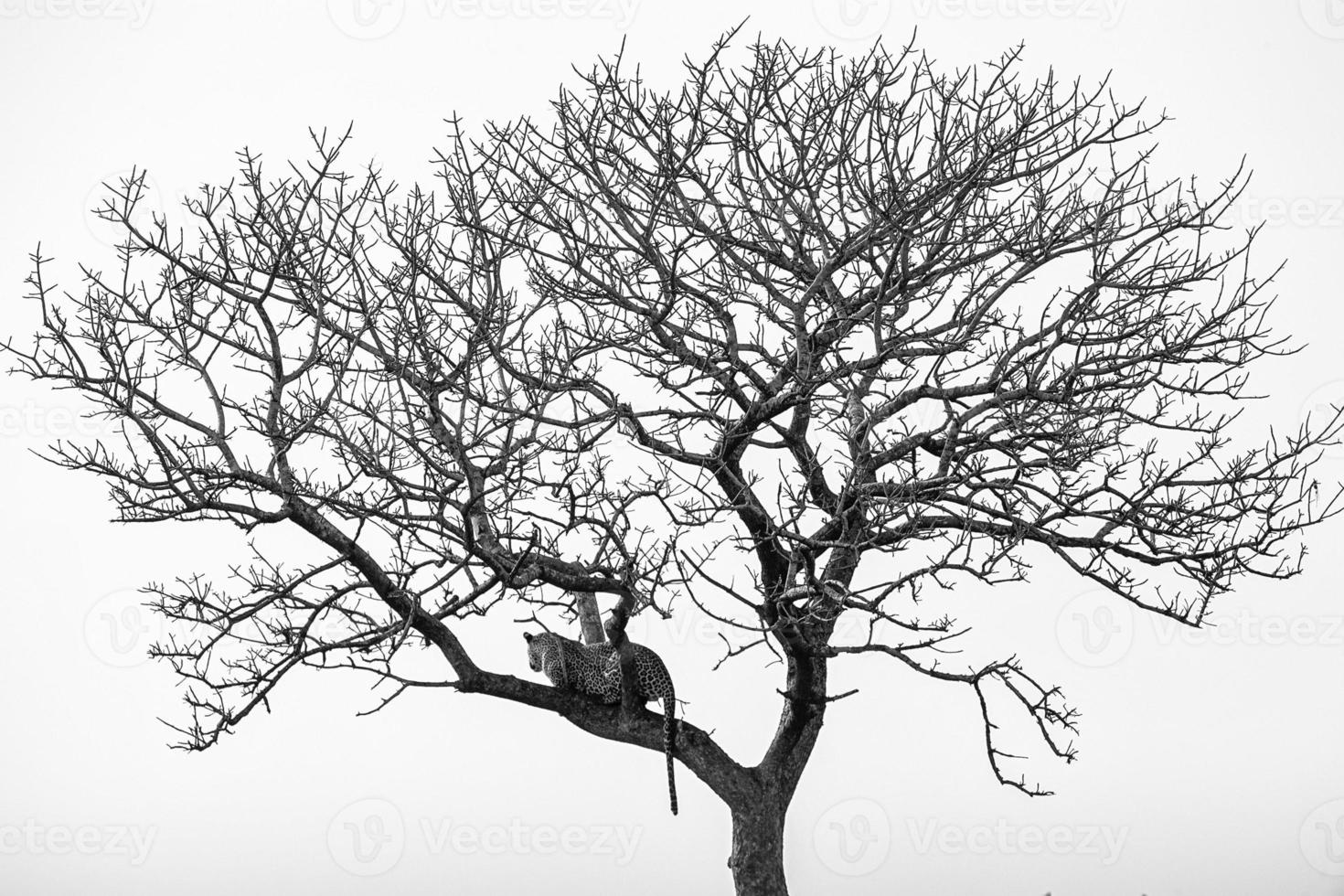 leopardo su un' albero nel kruger parco Sud Africa foto