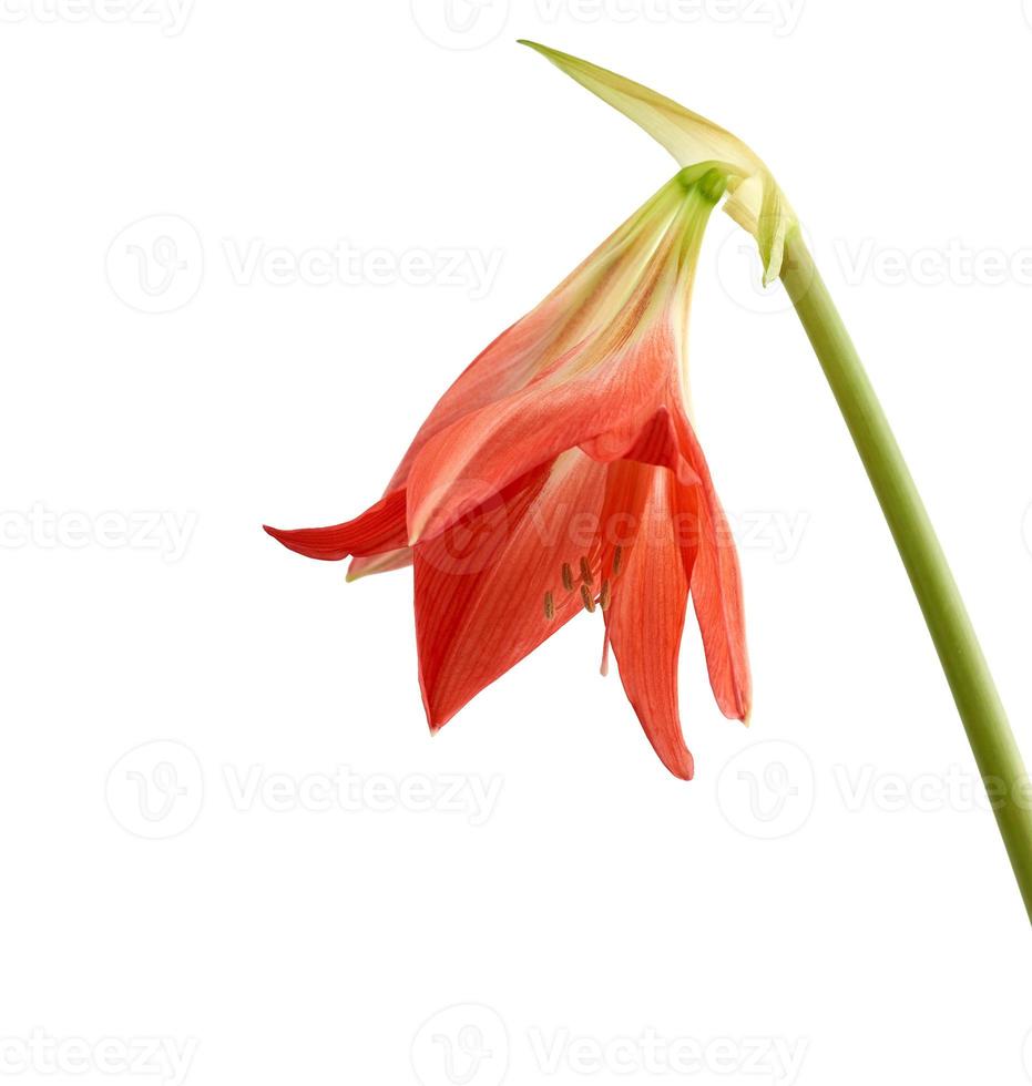 hippeastrum striato fioritura rosso germoglio isolato su bianca sfondo foto