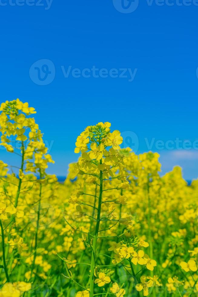 avvicinamento Visualizza di canola pianta visto nel Principe edward isola, Canada foto