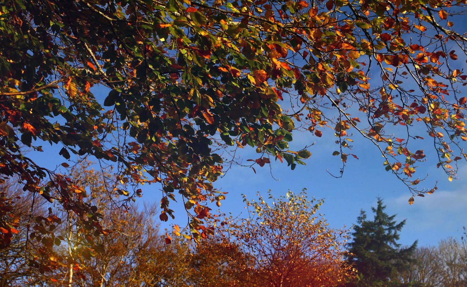 baldacchino di albero colorato autunno foto