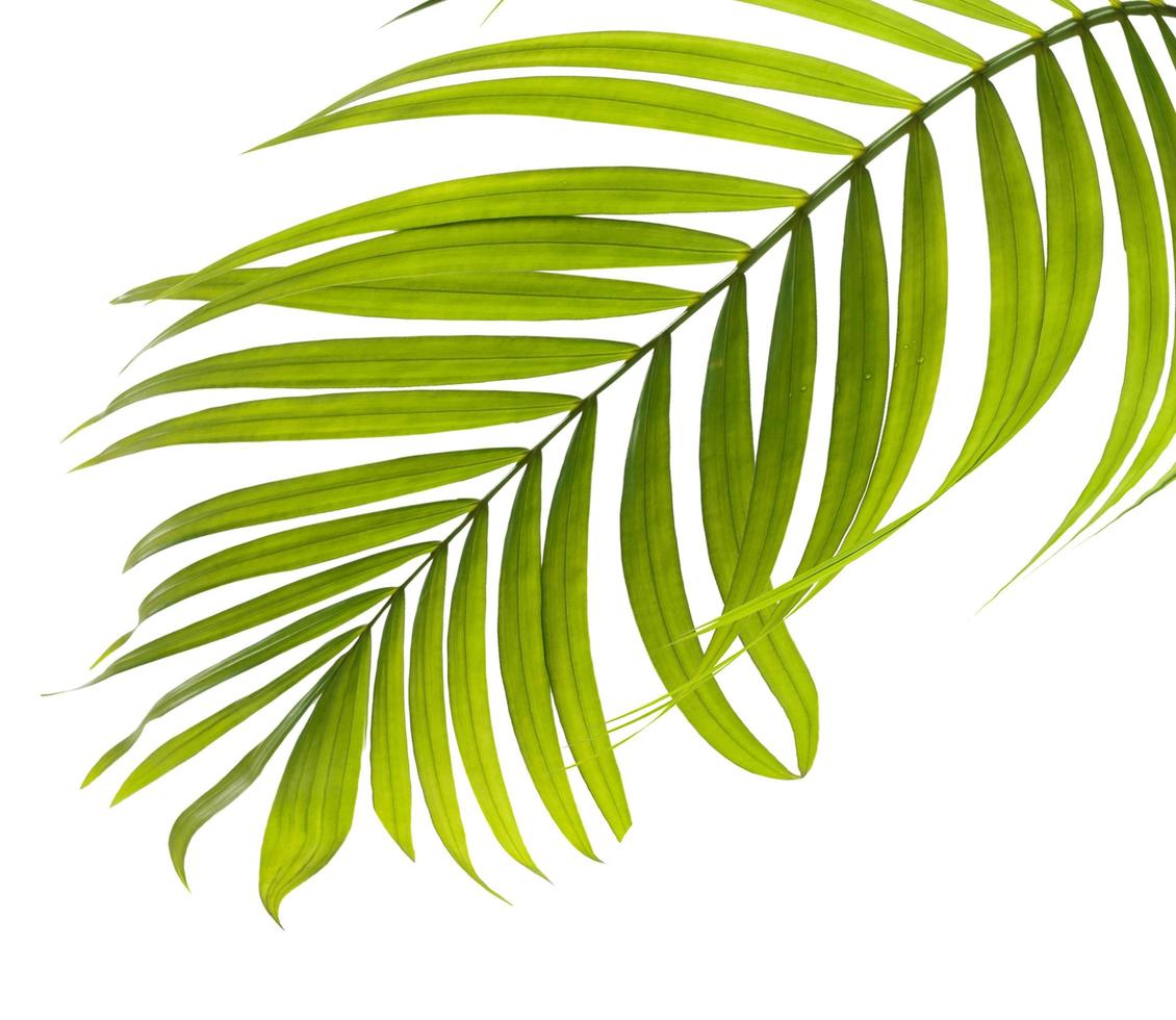 primo piano di una foglia verde tropicale foto