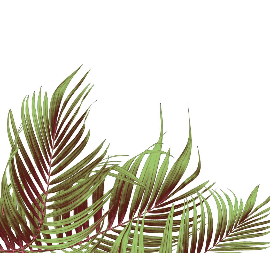 gruppo di foglie di palma verdi e marroni foto