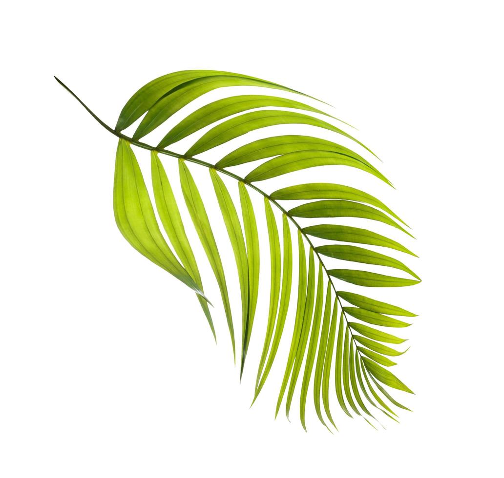 foglia di palma tropicale verde isolata foto