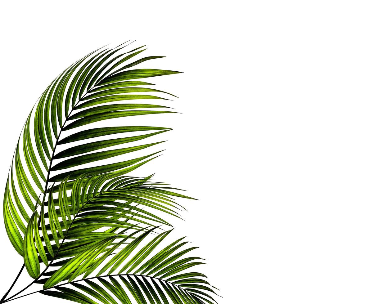 due foglie di palma verdi foto