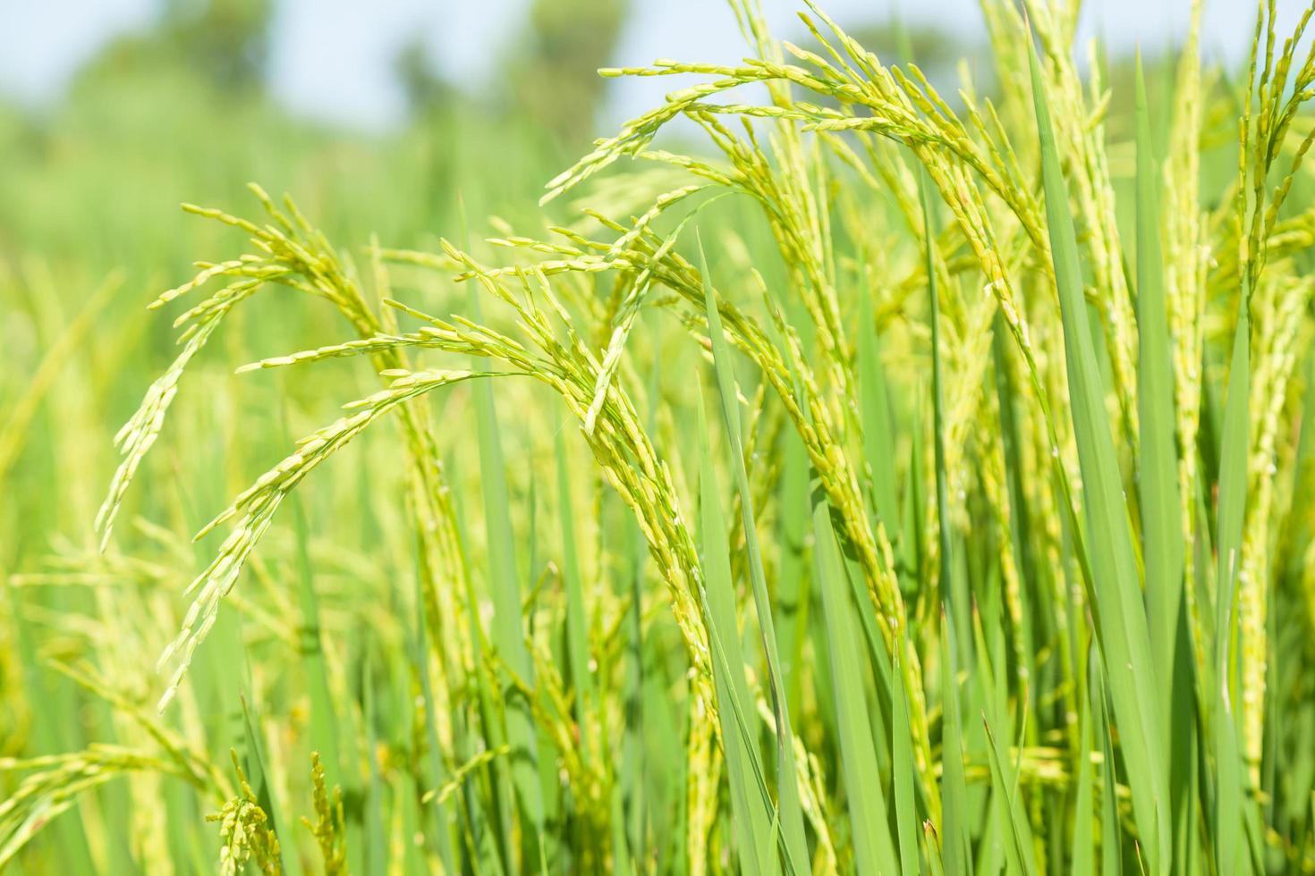 campo di riso in thailandia foto