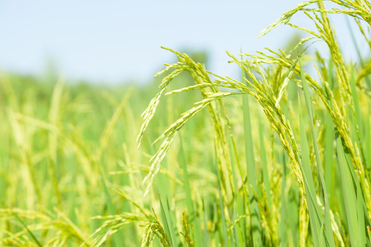 campo di riso in thailandia foto