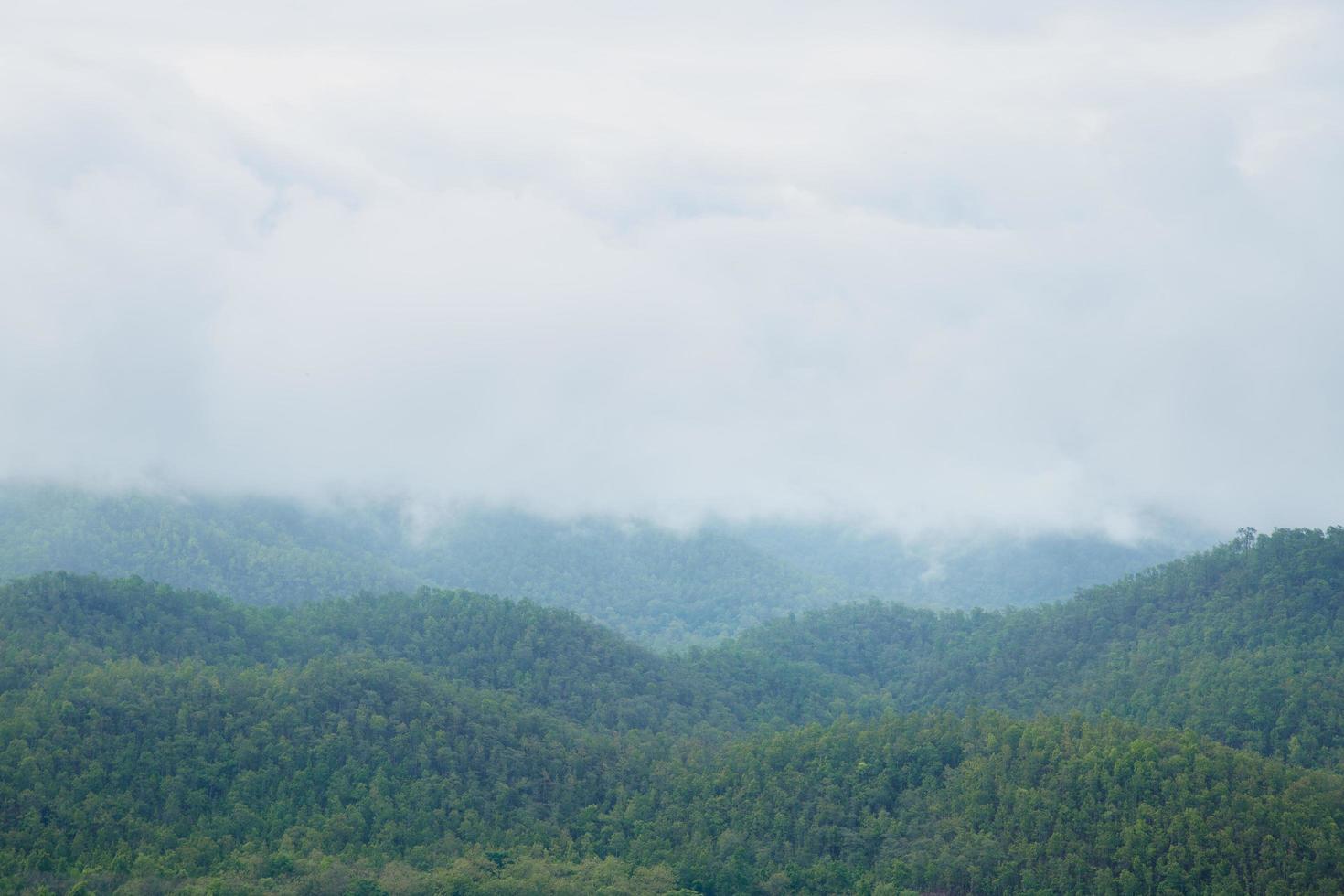 foresta in thailandia foto