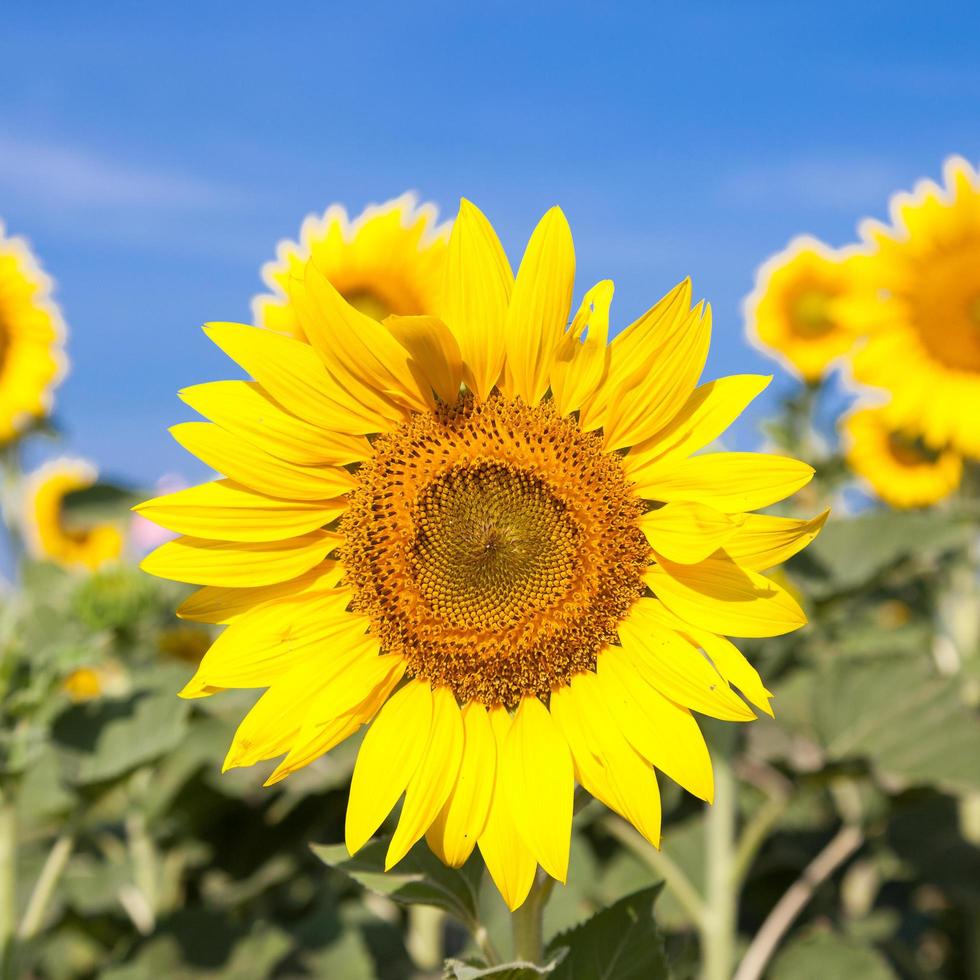 girasoli su un campo foto