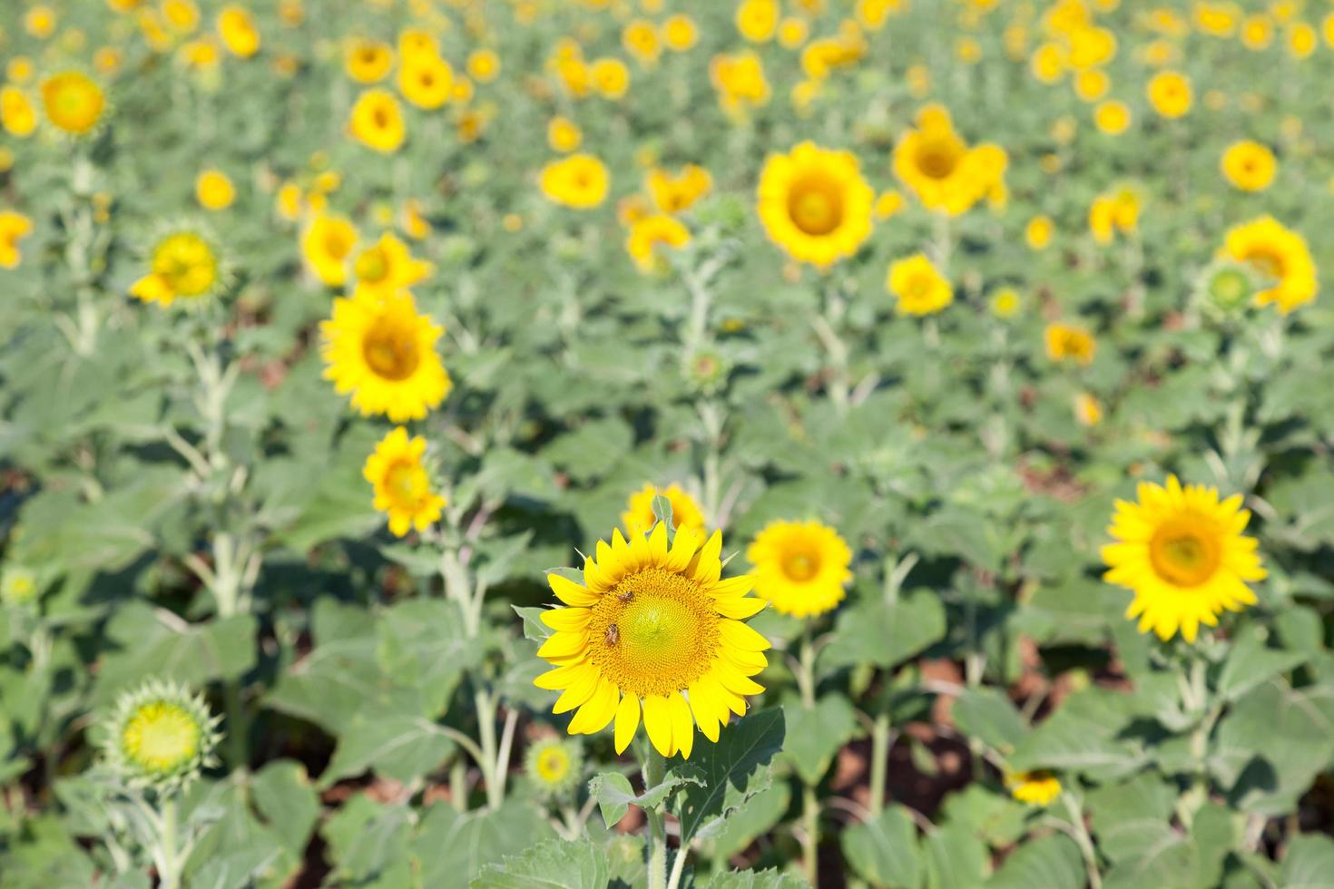 girasoli su un campo foto