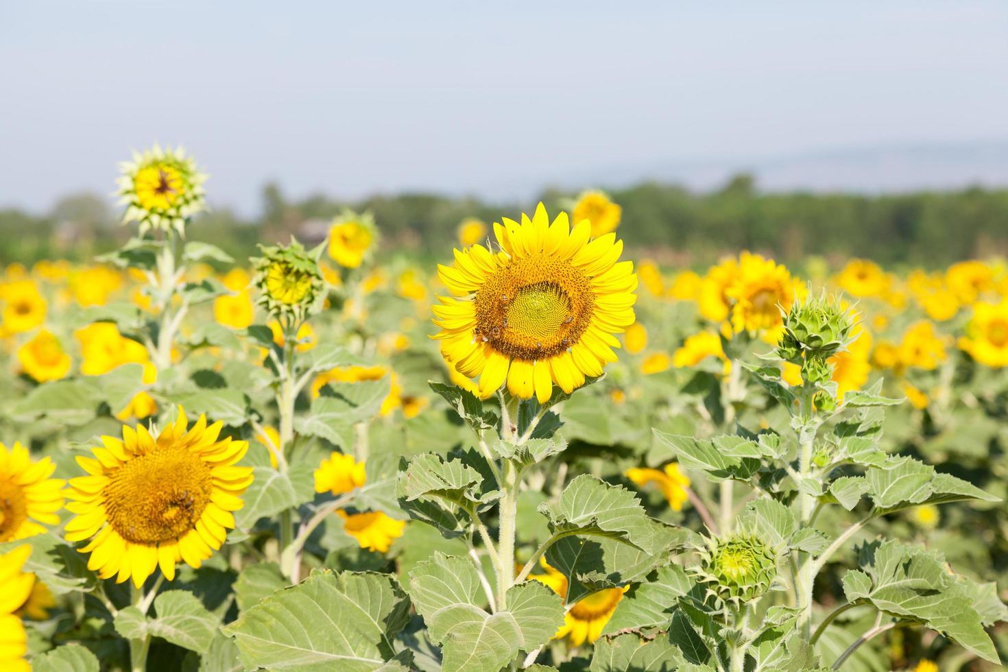 girasoli su un campo foto