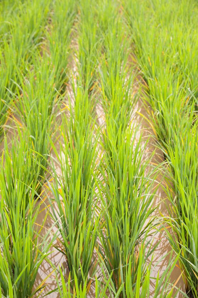 campo di riso in thailandia foto