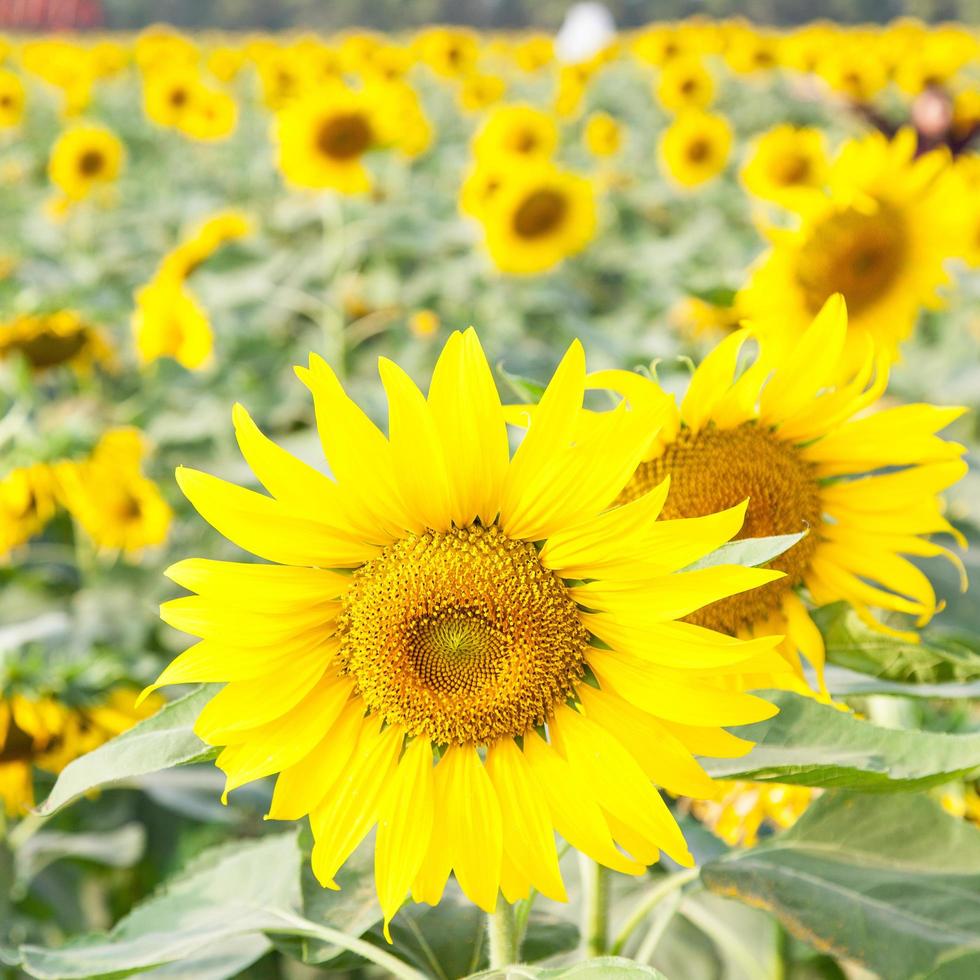 girasoli su un campo foto