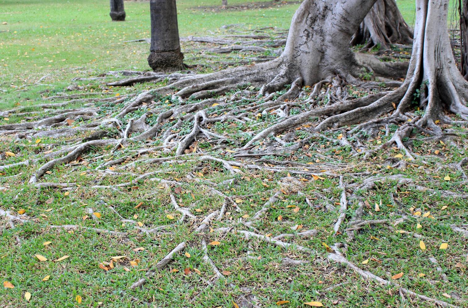 radici degli alberi in erba foto