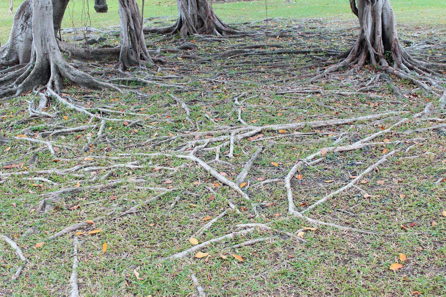 radici degli alberi sul terreno foto