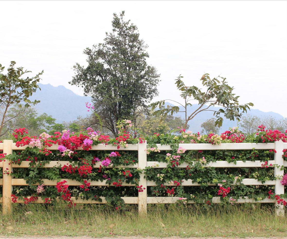 fiori sul recinto foto