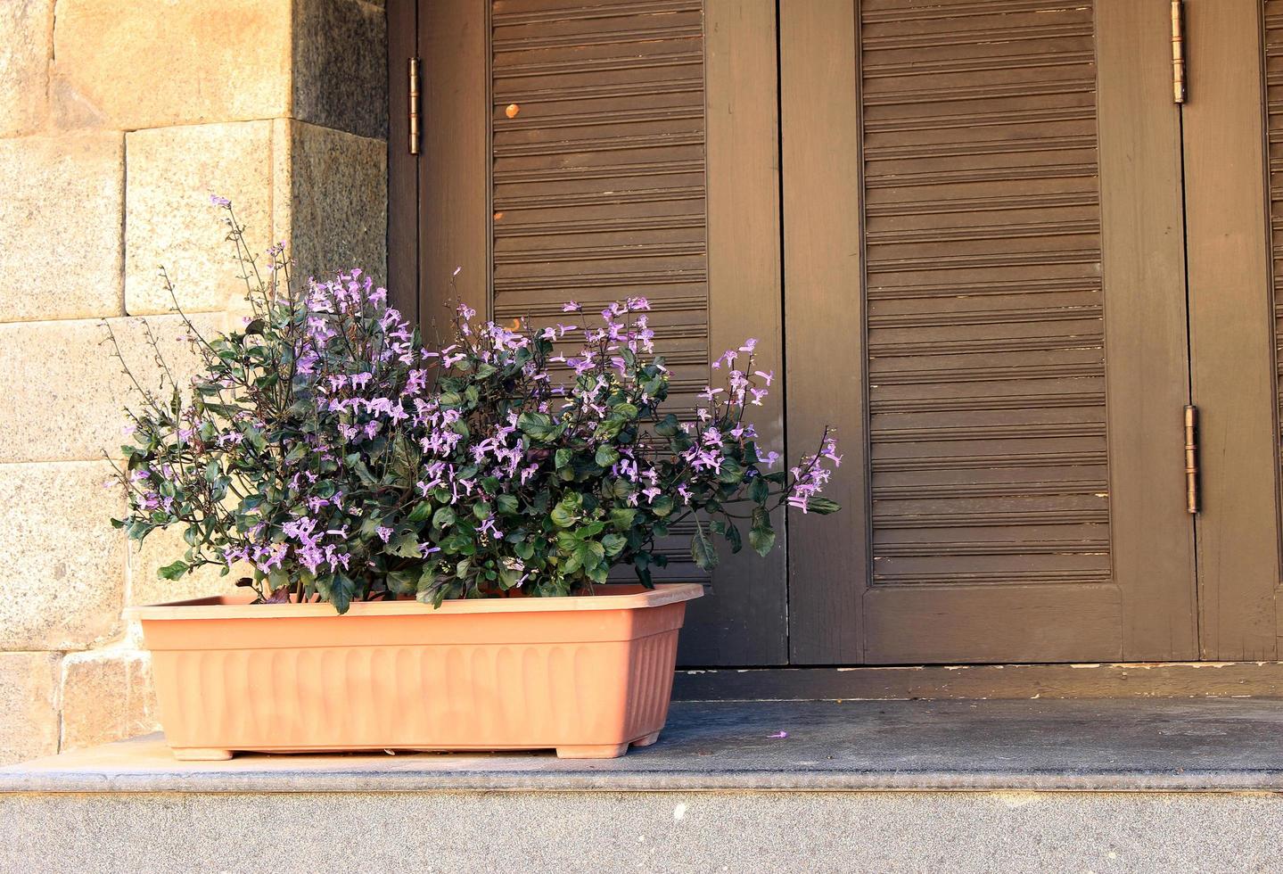 vaso di fiori vicino alla finestra foto