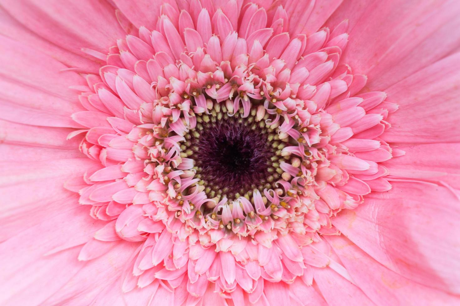 primo piano del fiore rosa foto