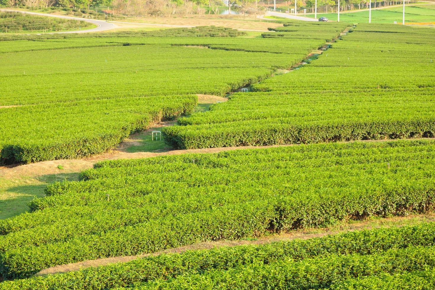 fattoria del tè in thailandia foto