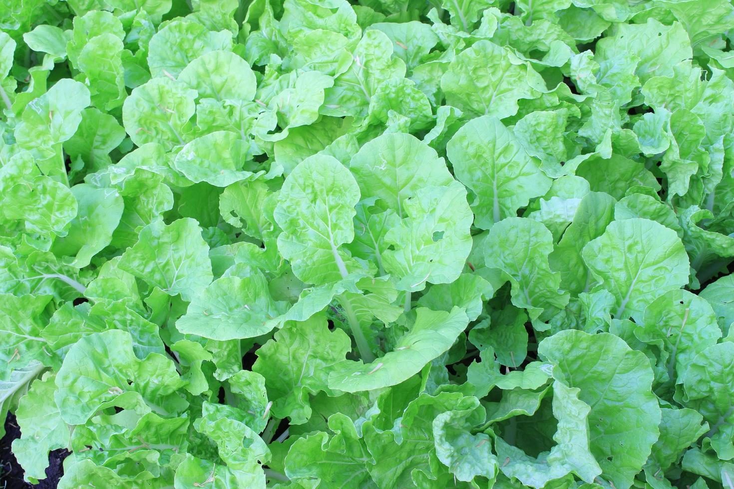 foglie di lattuga verde durante il giorno foto