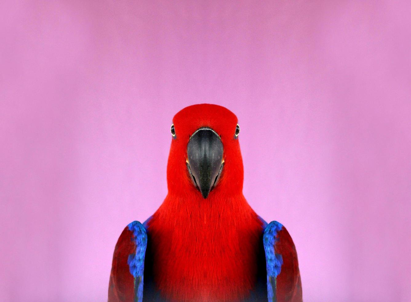 pappagallo su sfondo rosa foto