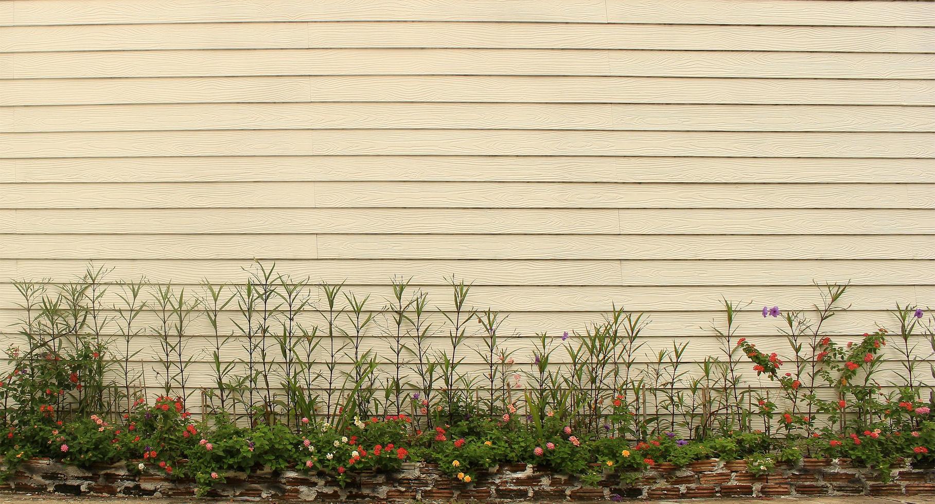 fiori contro il muro foto