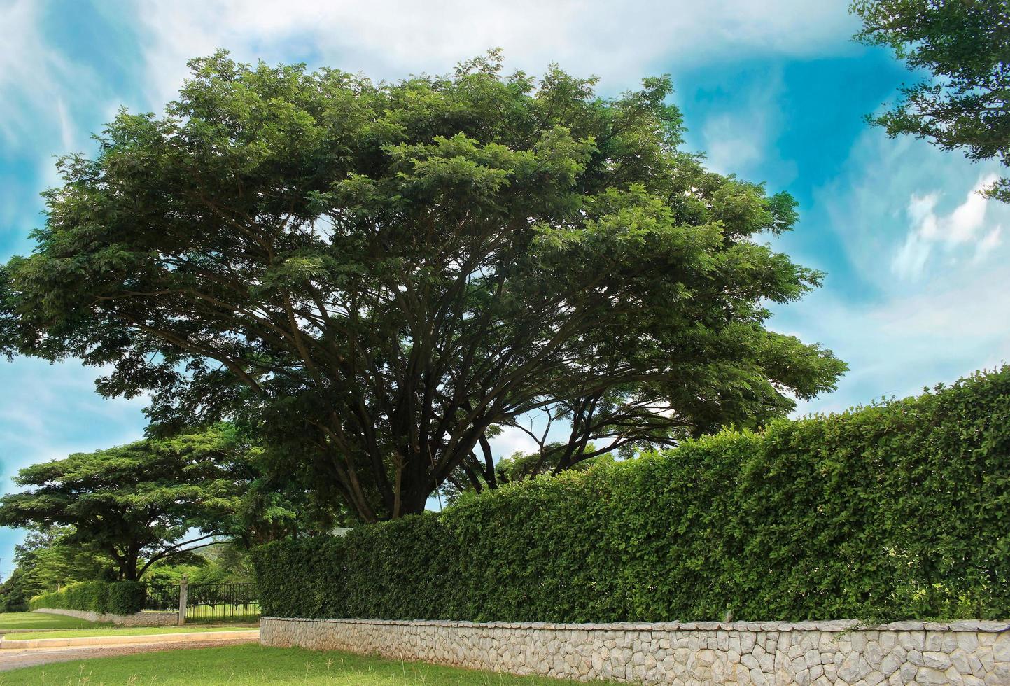 albero e siepe foto