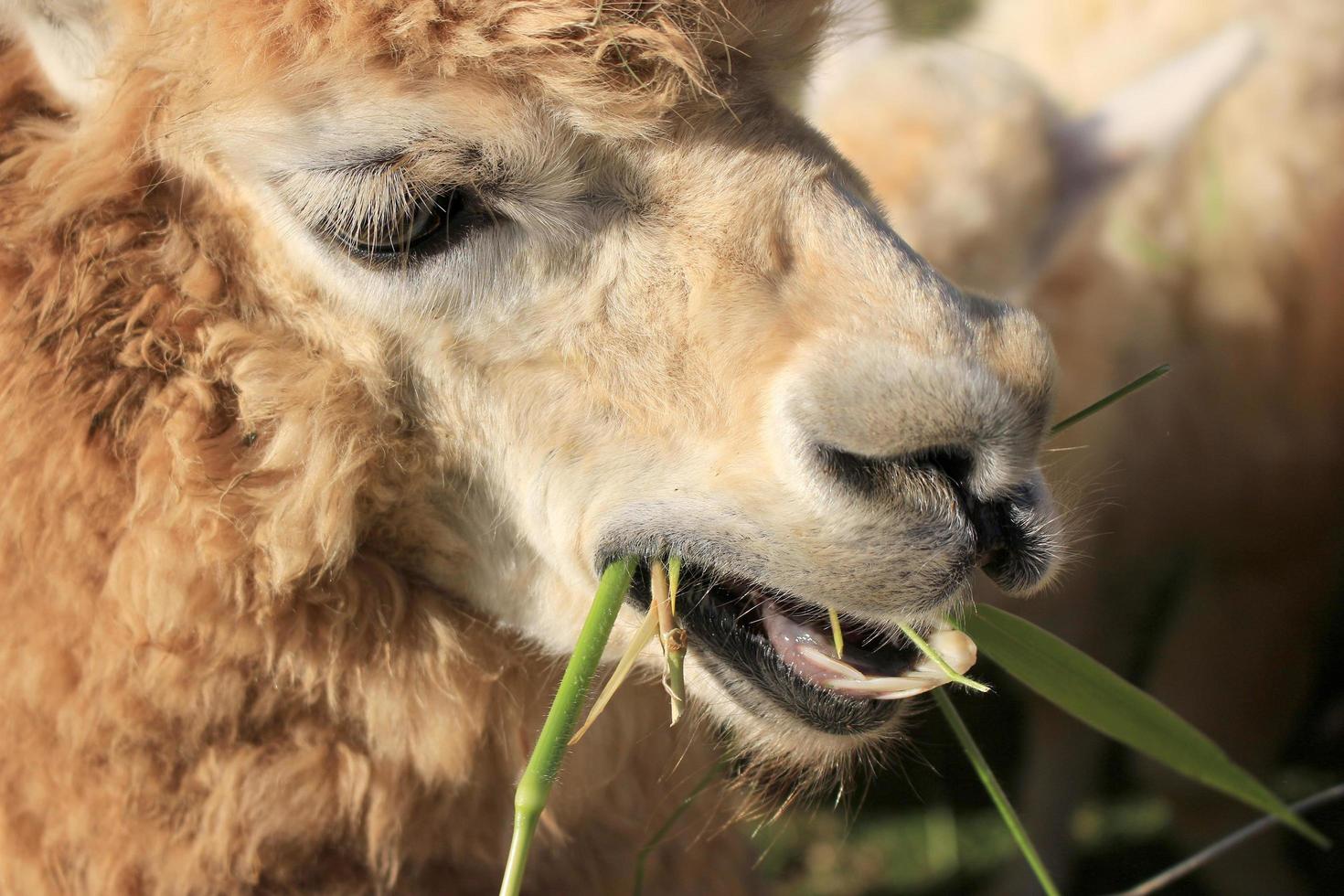 alpaca mangiare cibo foto