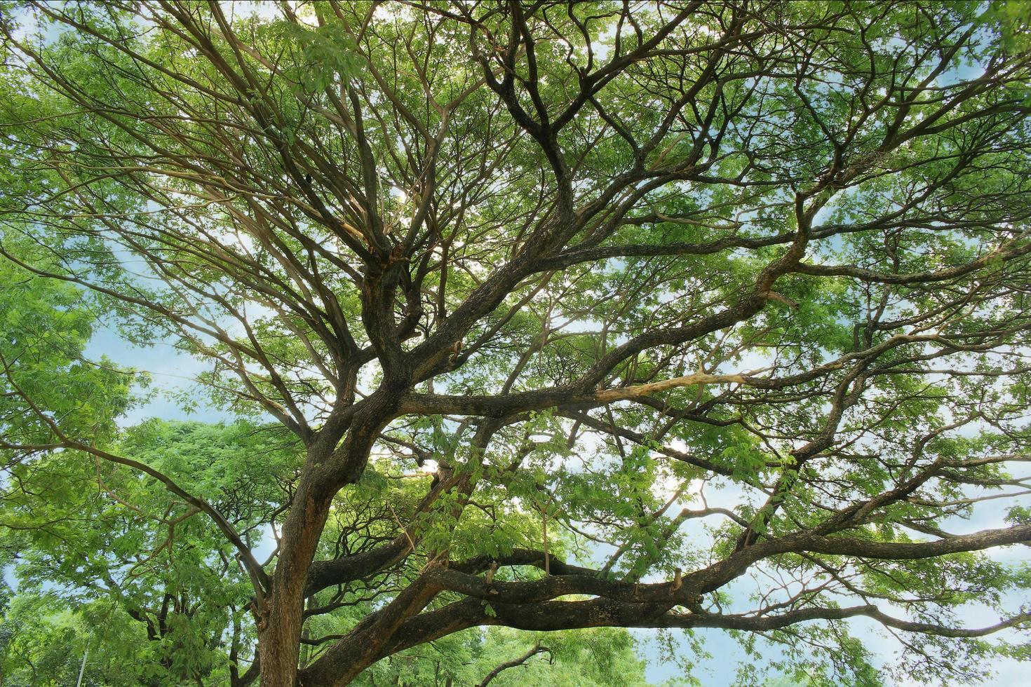 grande albero verde foto