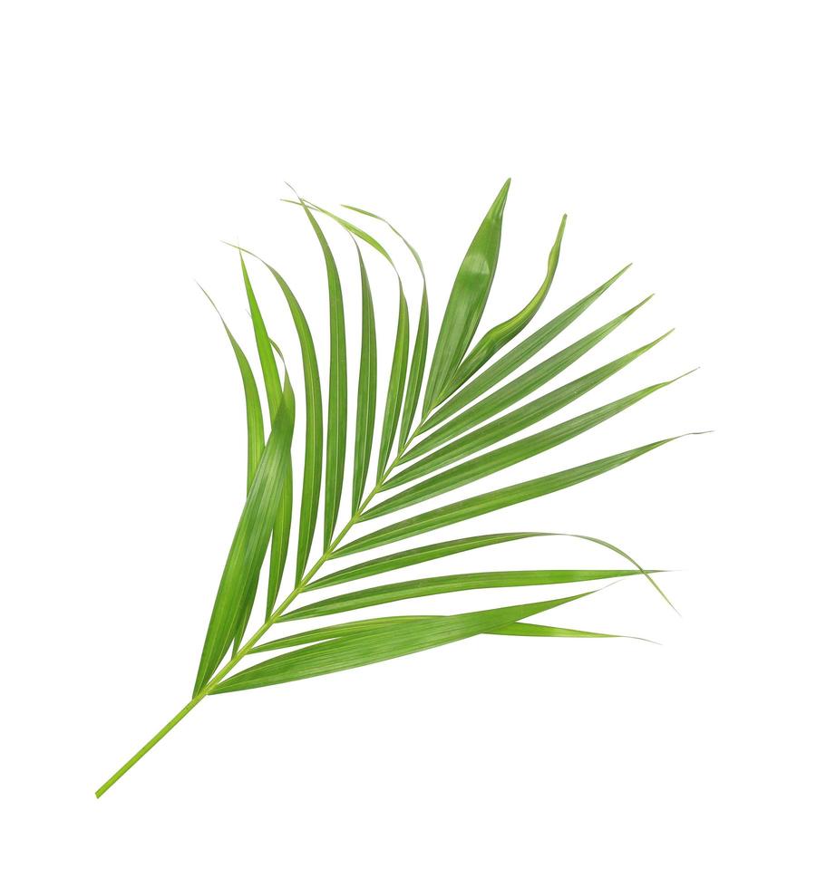 fogliame di palma verde lussureggiante su sfondo bianco foto