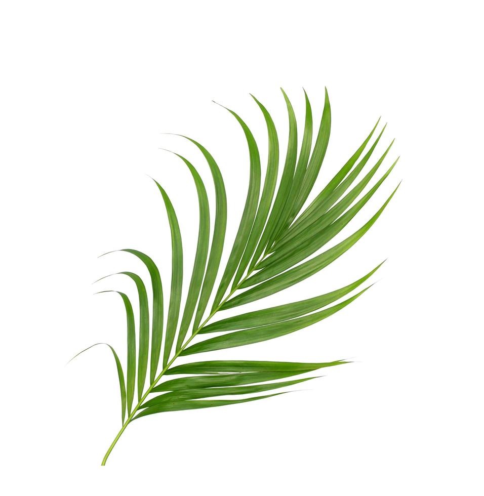 fogliame di palma verde lussureggiante su bianco foto