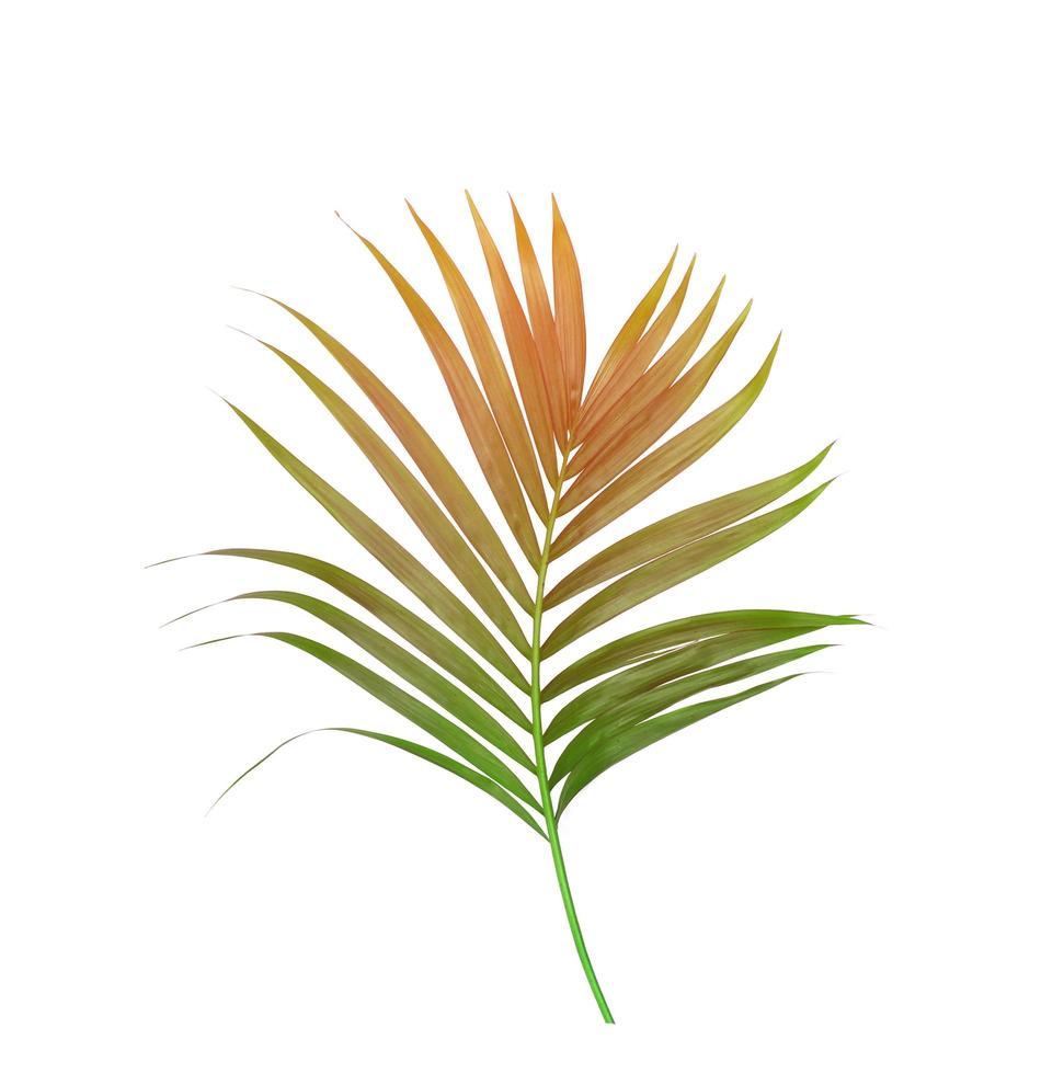 ramo di un albero di palma marrone e verde foto