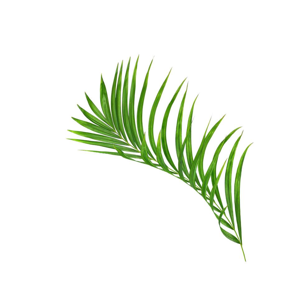 ramo di palma tropicale verde su bianco foto