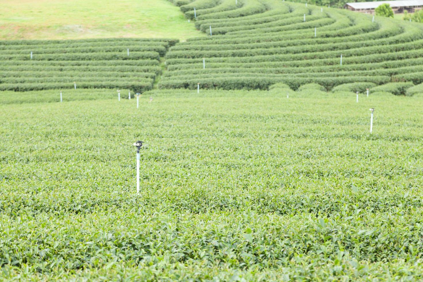 fattoria del tè in thailandia foto