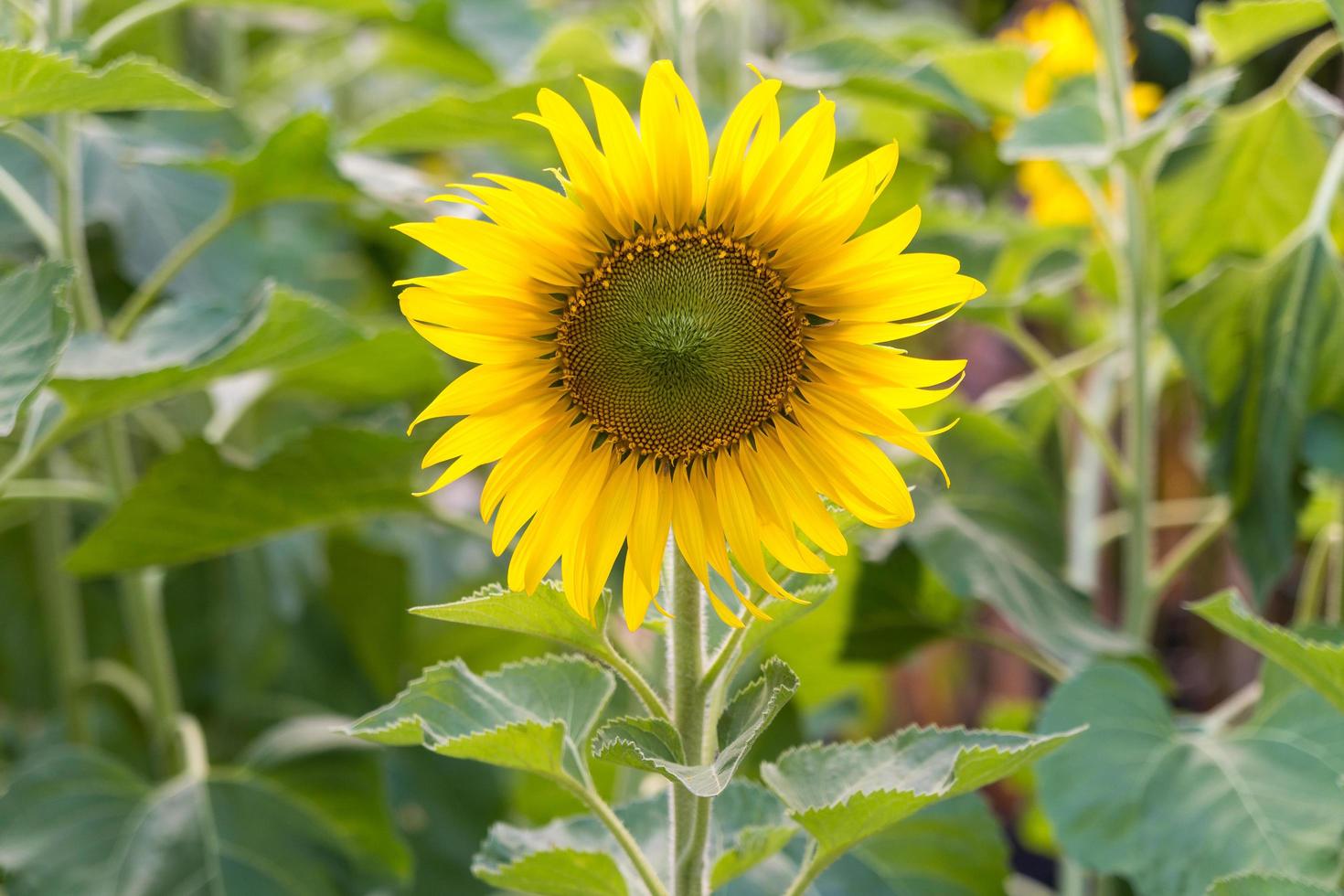 girasole sul campo foto