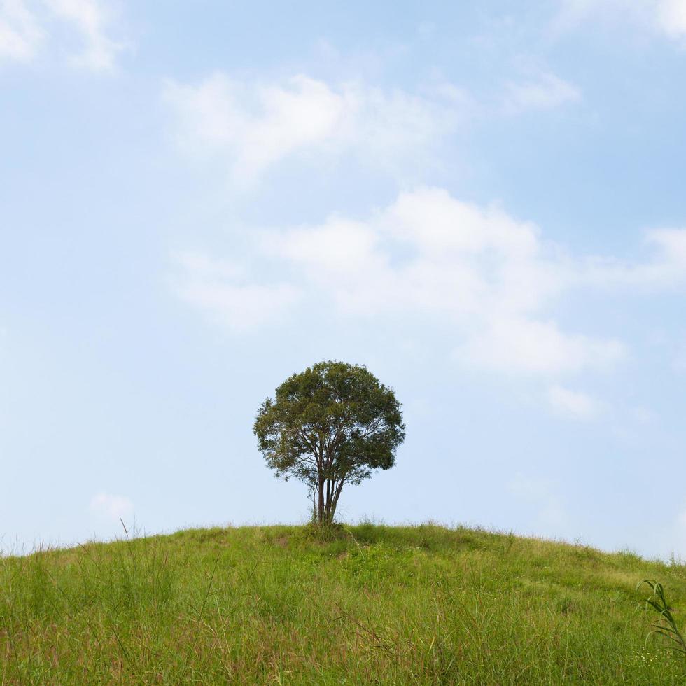 unico albero su una collina foto